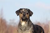 CATAHOULA 011